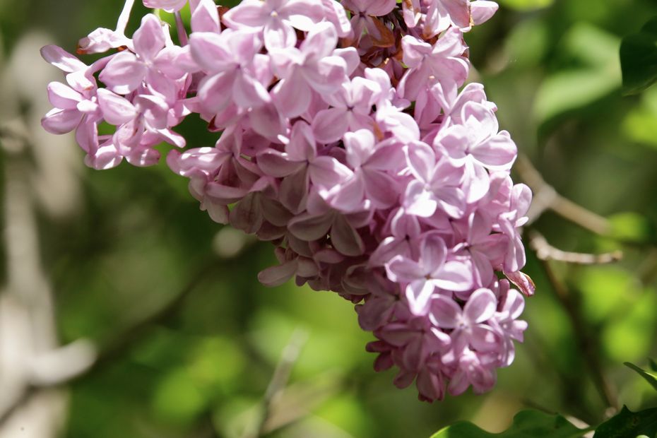 初夏を告げる香りのライラックは多品種 特徴 花の色 ガーデニング スメルん